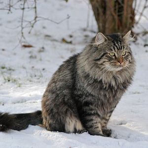 Winter cat photos