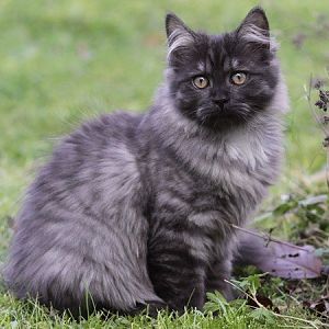 Introduction of the German Longhair Cat