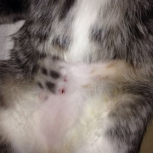 Please take a look at my kitty's incision? Pictures inside: in case some are weak-stomached!]