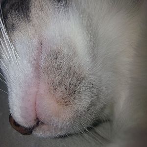 can this be kitty acne?? (pic included)