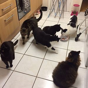 Feeding time in the cat house!!