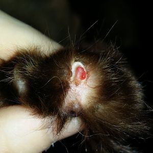 Will a cat's nail grow back if it was completely ripped off and only the flesh part is left?
