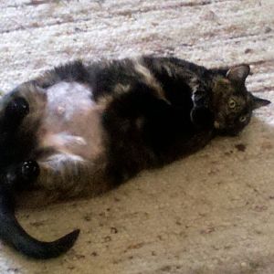 Thin cat got fat and stayed that way after having kittens!