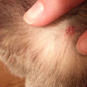 bleeding spots and scabs on back of cats neck