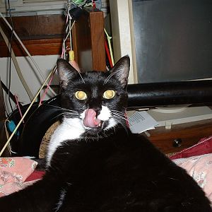 Awkward, derpy, and otherwise hilarious pictures of your kitties