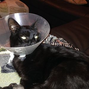 Madison, a very sweet kitty, needs a holistic vet to help him with his cancer