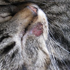 herpes virus in cats