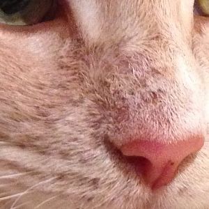 Is this a medical thing on my cats nose?