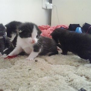 5 black & white kittens :)
