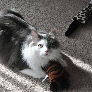 What's your favorite cat toy???