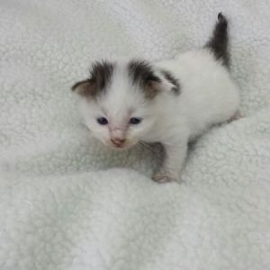 Abandoned kitten... help needed