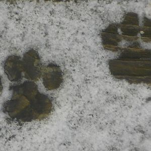 Winter cat photos