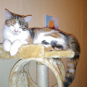 Whats your kitty's favorite type of cat tree/tower?