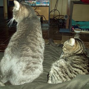 My cats vs my mom's cats