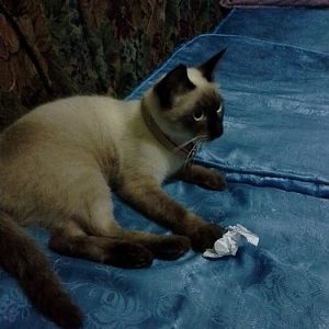 Choco point or Seal point Siamese cats