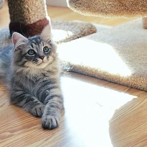 New Siberian Kitten
