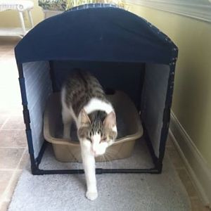 Picture of the Month February 2014: Cats & Litterboxes - Submission Thread