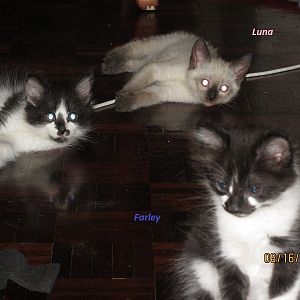 My not-so-short story about how my kitties came to be, and how two almost didn't