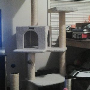 Looking for carpeted cat tree