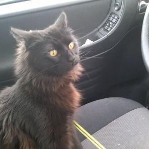 Wait, cat's aren't allowed to drive?