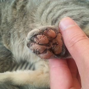 Larry the cat has saw paws