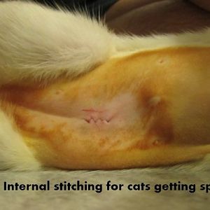 Care for post op (spaying)