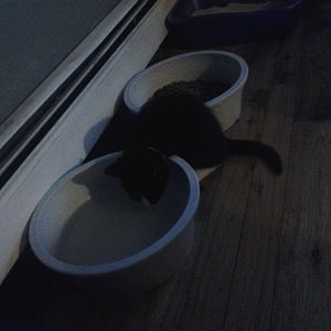 Please help!!!! Cat Chaos!