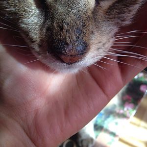 Crust on cats nose