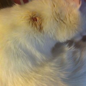 HELP my cat has an injury!
