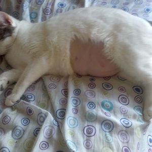 my cat has high blood sugar, need advice