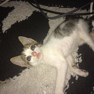 45 Day Kitten Help!