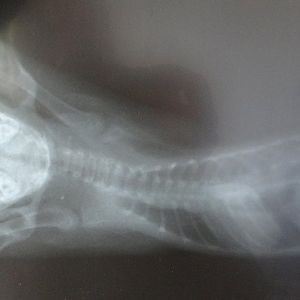 Found a Kitten with Broken Vertebrae here in China