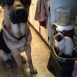Adding kitten to 2 dog household