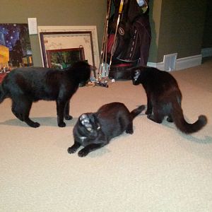 Adopting kitty triplets