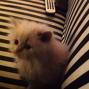 New kitten 1.5  months old guidance required !! Help me please thanks