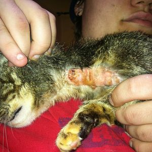Help - kitty scratching hersof raw