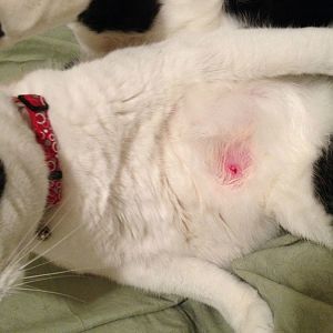 My male cat's nipple is red