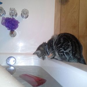 water loving kitty!! anyone else?