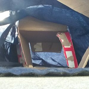 Update to feral cat got loose into crawl space between floors