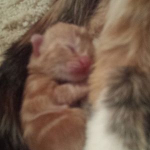 i need some help with newborn kitten