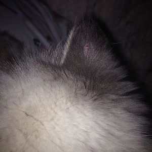 Small scab on the back of my cats ear