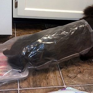 Cat in a [butcher's] bag  :-)