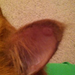 Ears- red and inflamed areas