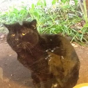 URGENT, competent help needed for injured feral cat