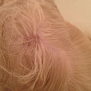 Help! Himalayan cat losing patches of hair on neck :(