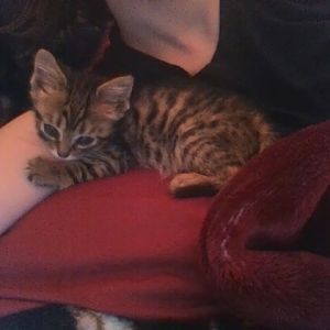 6 Week Bengal Kitten! Help!