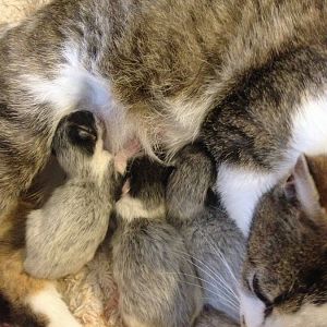 URGENT! Cat just had a stillborn 24hours after delivery of 2 healthy kittens