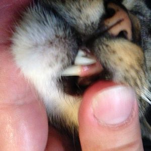 Cat breath and oral health