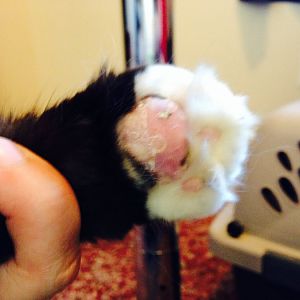Has anyone ever seen this happen on a cat's paw pads?
