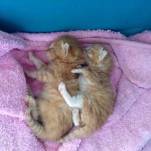 Need advice on 2 week old kittens!